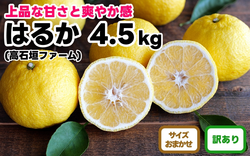 訳あり&nbsp;はるか&nbsp;4.5kg&nbsp;M～2Lサイズおまかせ&nbsp;高石垣ファーム