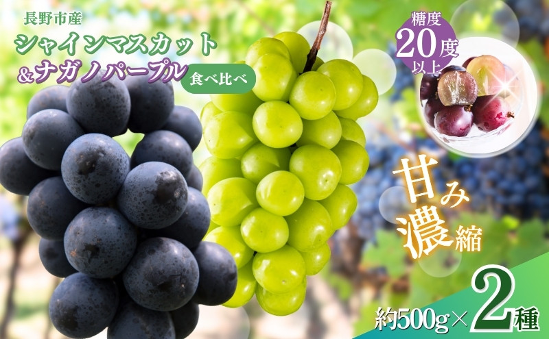 ぶどう&nbsp;&nbsp;シャインマスカット&nbsp;＆&nbsp;ナガノパープル&nbsp;2種類&nbsp;詰め合わせ&nbsp;葡萄&nbsp;ブドウ&nbsp;果物&nbsp;フルーツ&nbsp;シャイン&nbsp;マスカット&nbsp;デザート&nbsp;おやつ&nbsp;信州&nbsp;セット&nbsp;お楽しみ&nbsp;食べ比べ&nbsp;2026年秋発送