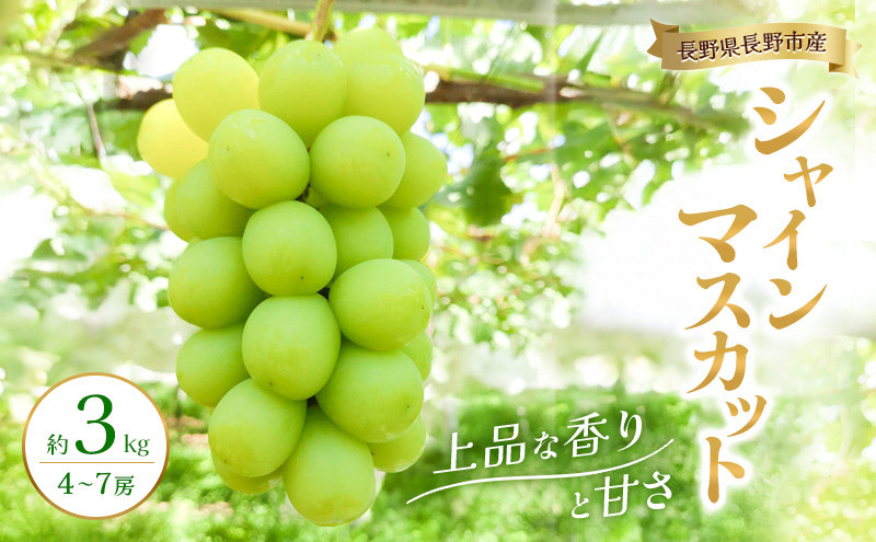 2026年産　長野県長野市産シャインマスカット&nbsp;約3kg&nbsp;4房～7房&nbsp;シャイン&nbsp;マスカット&nbsp;葡萄&nbsp;ぶどう&nbsp;果物&nbsp;フルーツ&nbsp;信州