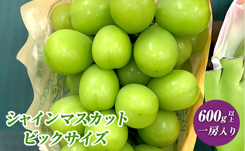 2026年産&nbsp;ぶどう&nbsp;&nbsp;長野市産&nbsp;シャインマスカット&nbsp;ビックサイズ&nbsp;一房入り&nbsp;600g以上&nbsp;葡萄&nbsp;ブドウ&nbsp;果物&nbsp;フルーツ&nbsp;デザート&nbsp;おやつ&nbsp;信州&nbsp;大房&nbsp;大粒&nbsp;上品な香り