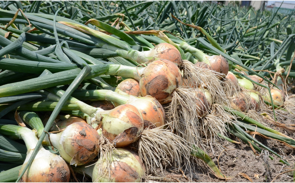 ＜2026年3月下旬以降発送・先行予約＞極早生たまねぎ&nbsp;約10kg