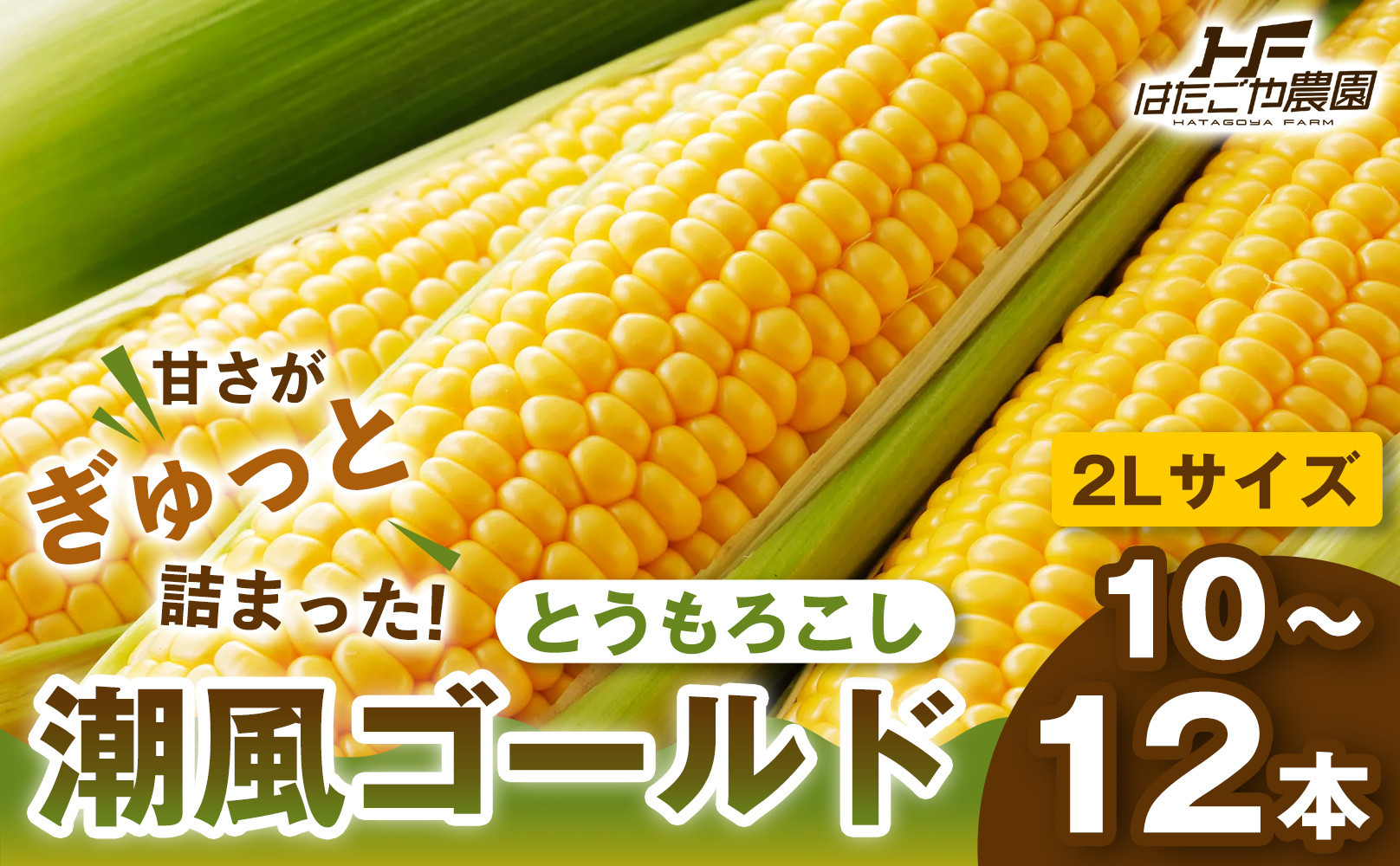 【夏の味覚】潮風ゴールド　2Lサイズ&nbsp;&nbsp;10～12本&nbsp;とうもろこし&nbsp;トウモロコシ&nbsp;ゴールドラッシュ&nbsp;黄色&nbsp;潮風ゴールド&nbsp;スイートコーン&nbsp;茹でとうもろこし&nbsp;BBQ&nbsp;焼き肉&nbsp;白浜町