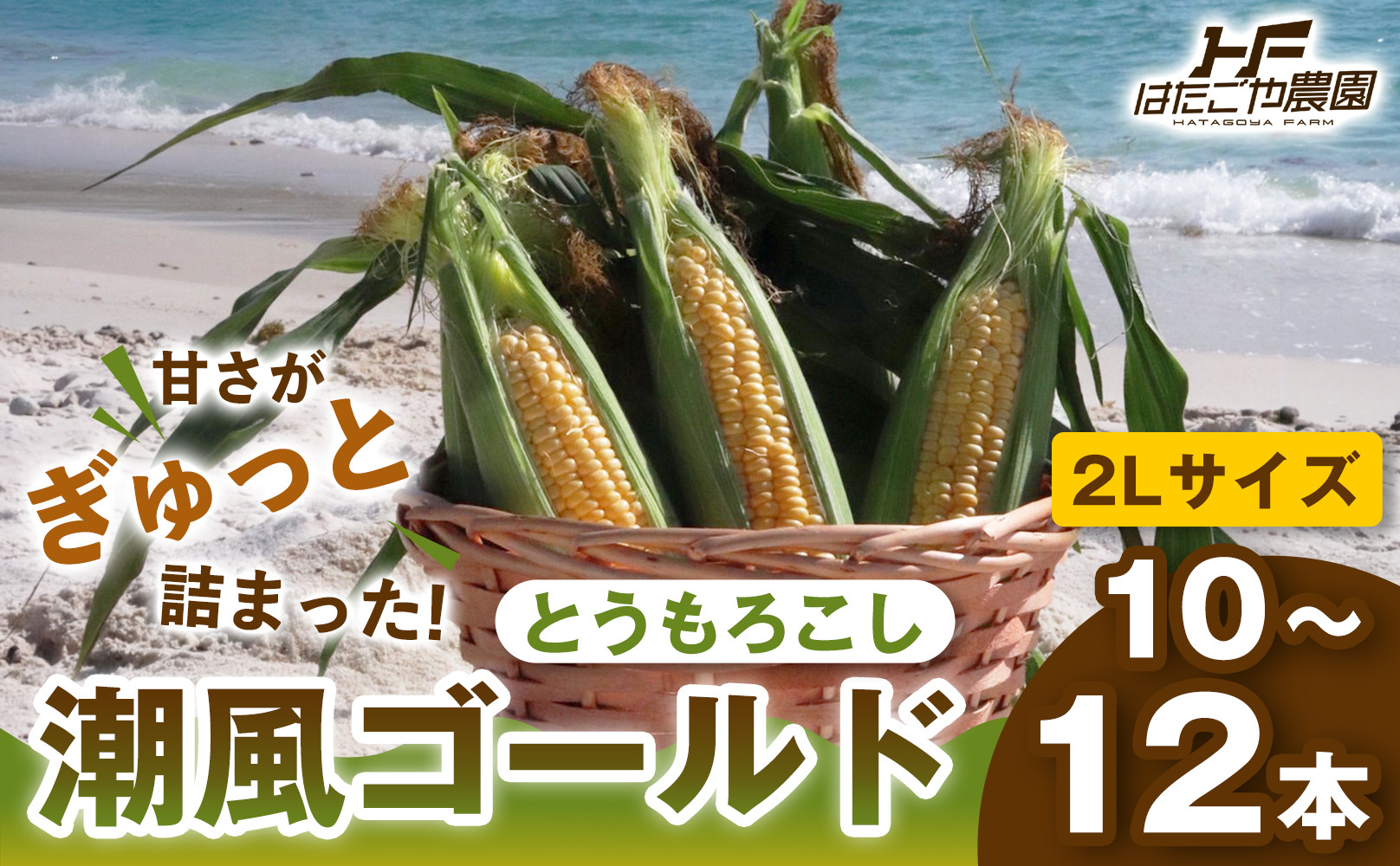 ［2027年発送&nbsp;先行予約&nbsp;夏の味覚］潮風ゴールド　2Lサイズ&nbsp;&nbsp;10～12本&nbsp;とうもろこし&nbsp;トウモロコシ&nbsp;ゴールドラッシュ&nbsp;黄色&nbsp;スイートコーン&nbsp;茹でとうもろこし&nbsp;BBQ&nbsp;焼き肉&nbsp;白浜町