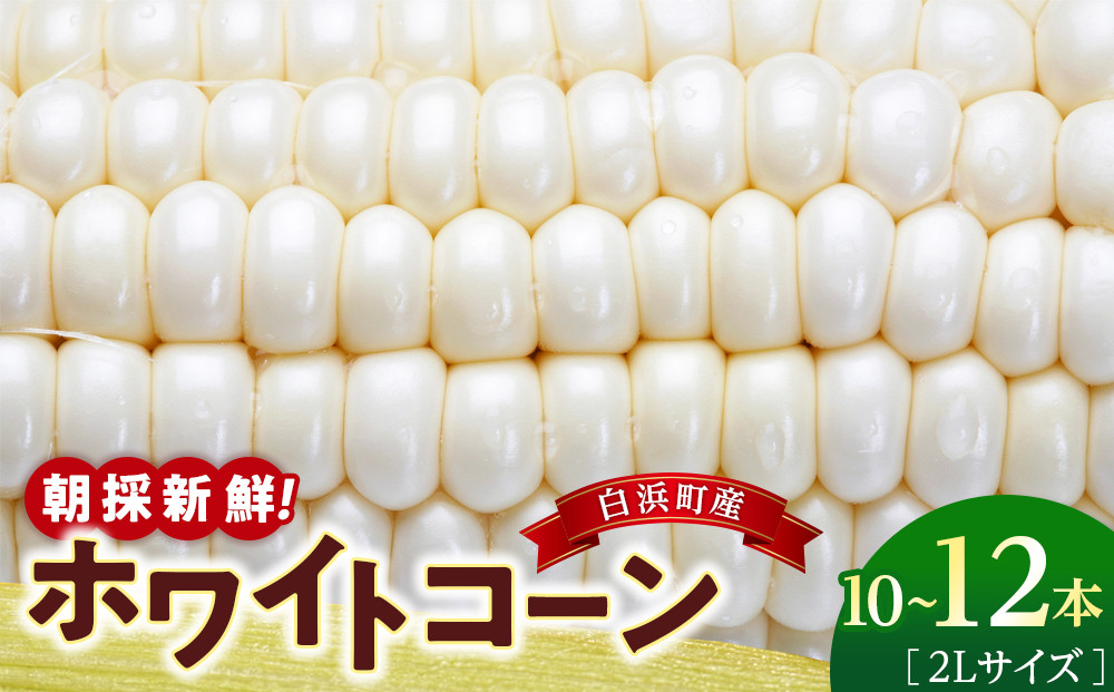 朝採&nbsp;新鮮&nbsp;白浜町産&nbsp;ホワイトコーン&nbsp;とうもろこし&nbsp;2Lサイズ&nbsp;10～12本&nbsp;はたごや農園