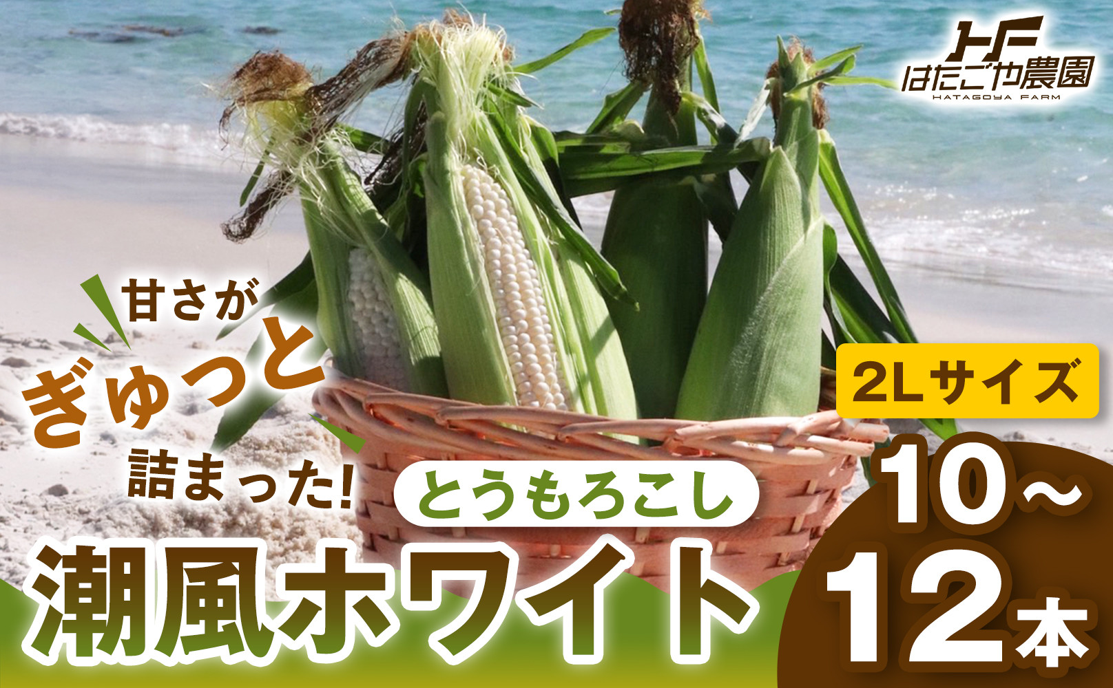 ［2027年発送&nbsp;先行予約&nbsp;夏の味覚］潮風ホワイト&nbsp;2Lサイズ&nbsp;10～12本&nbsp;とうもろこし&nbsp;トウモロコシ&nbsp;白&nbsp;コーン&nbsp;とうもろこし&nbsp;BBQ&nbsp;焼き肉&nbsp;白浜町