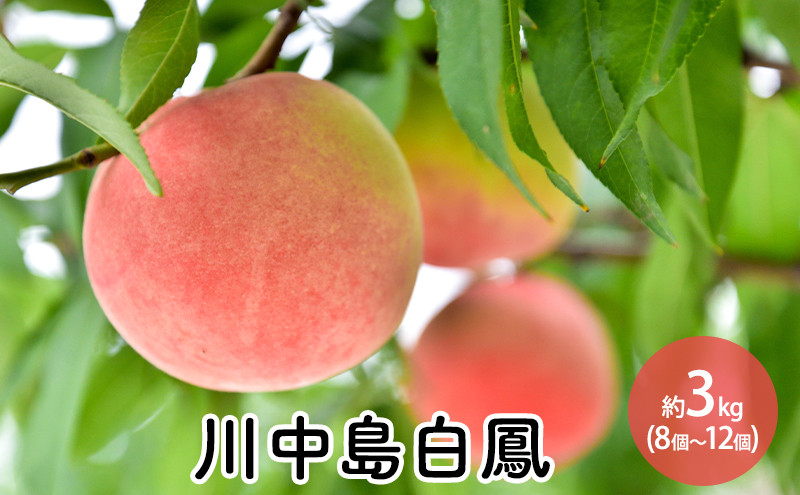 川中島白鳳約3kg（8個～12個）