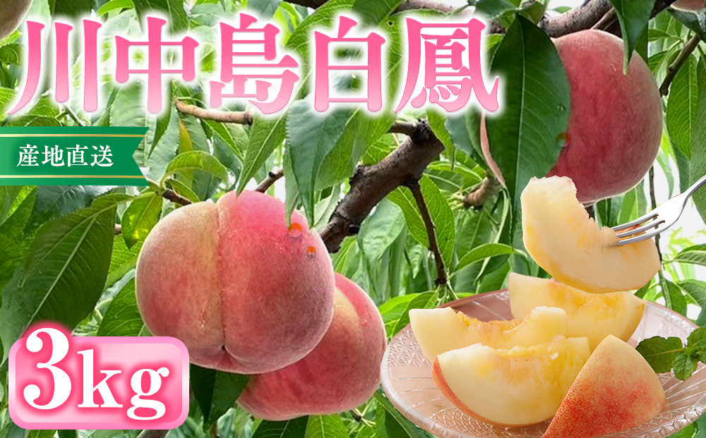 【2027年7月下旬～順次発送　先行予約】前島農家　川中島白鳳約3kg（8個～12個）&nbsp;|&nbsp;&nbsp;桃&nbsp;フルーツ&nbsp;果物&nbsp;旬&nbsp;人気&nbsp;おすすめ&nbsp;ギフト&nbsp;プレゼント&nbsp;送料無料&nbsp;長野県&nbsp;長野市&nbsp;信州&nbsp;信濃&nbsp;ふるさと納税