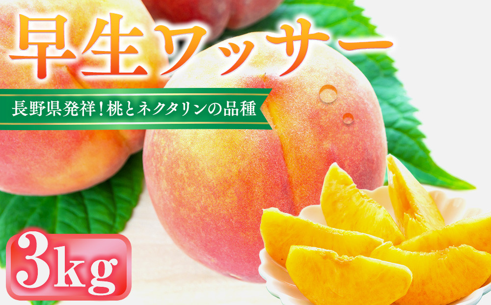 前島農家　早生ワッサー約3kg（12個～13個）&nbsp;|&nbsp;&nbsp;桃&nbsp;フルーツ&nbsp;果物&nbsp;旬&nbsp;人気&nbsp;おすすめ&nbsp;ギフト&nbsp;プレゼント&nbsp;送料無料&nbsp;長野県&nbsp;長野市&nbsp;信州&nbsp;信濃&nbsp;ふるさと納税