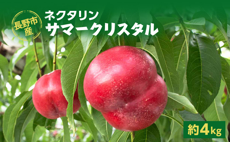 長野市産ネクタリン「サマークリスタル」約4kg（18～25個）