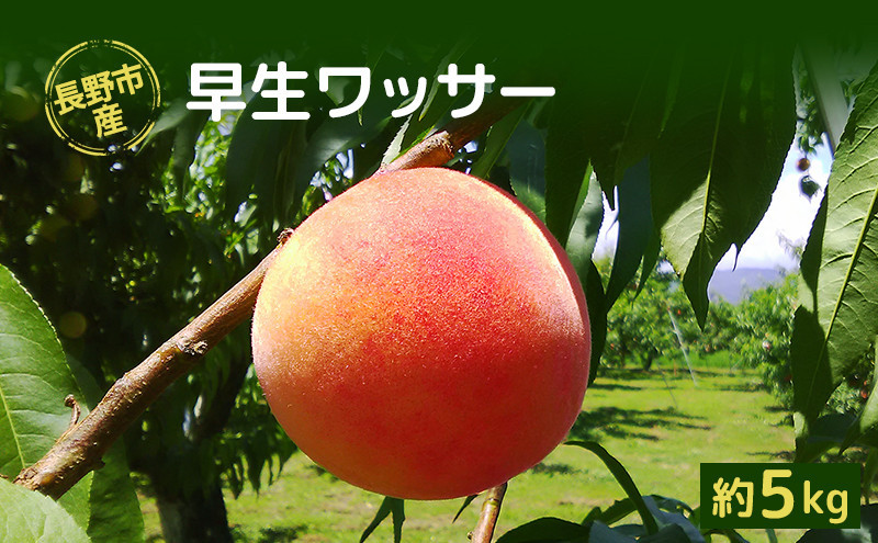 長野市産早生ワッサー約5kg(12～18個）