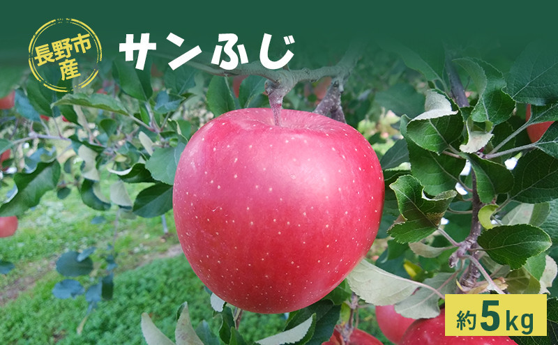 長野市産「サンふじ」約5kg（10～18玉）