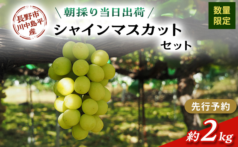 シャインマスカット　約2kg（４～５房）