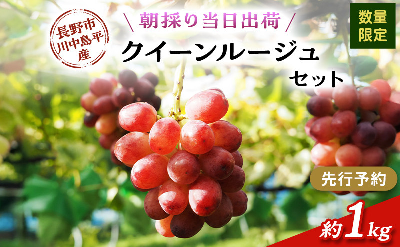 クイーンルージュ　約1kg（2房）