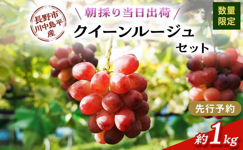 クイーンルージュ　約1kg（2房）