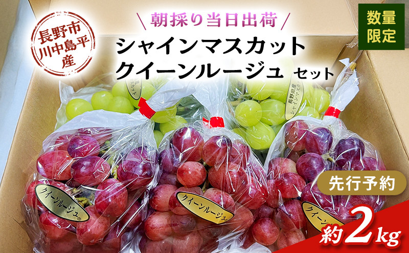 【セット】シャインマスカット、クイーンルージュセット　約2kg（４～５房）