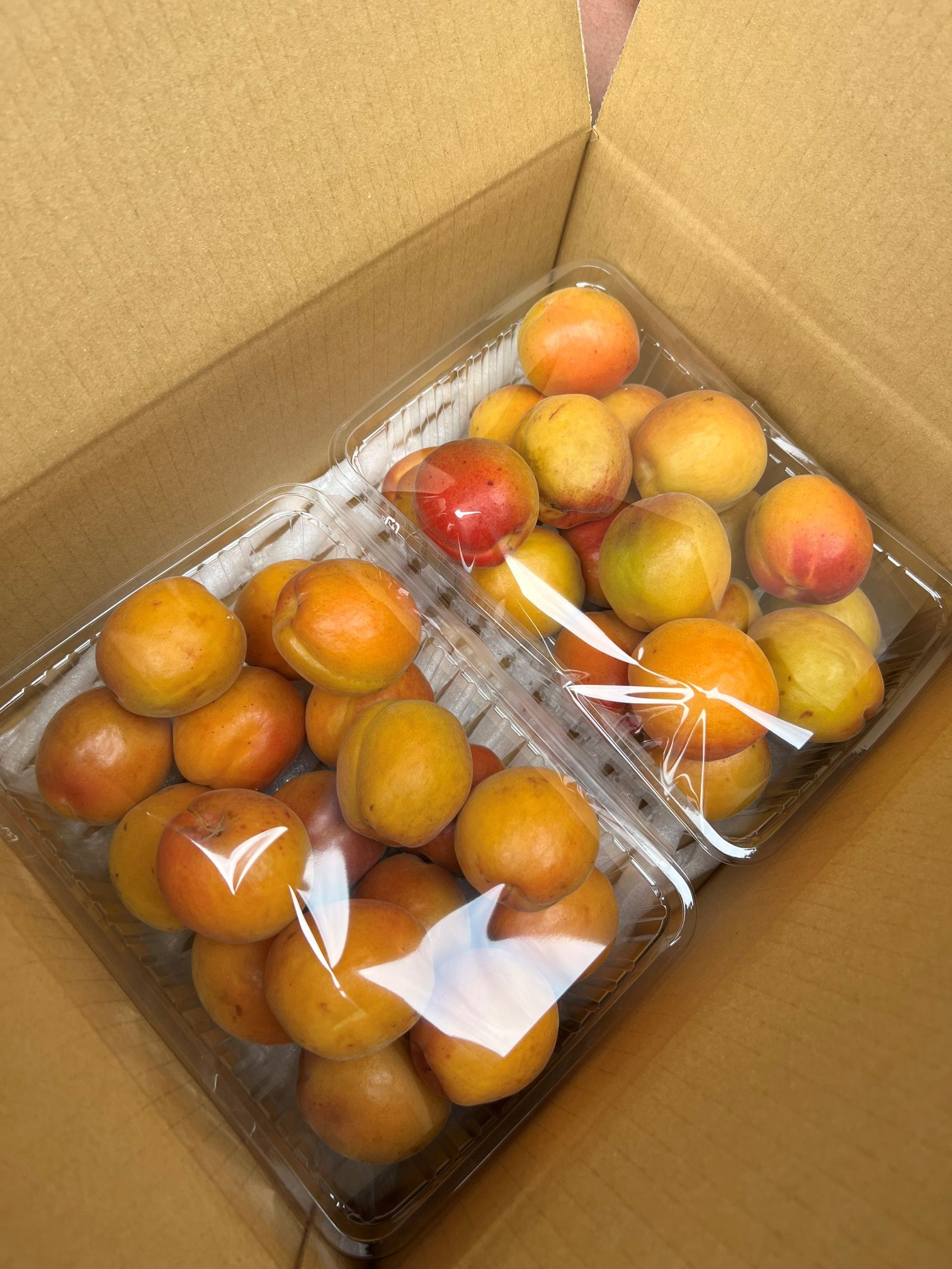 皮ごと食べられる[ハーコット]2ｋg