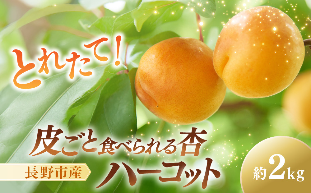 皮ごと食べられる[ハーコット]2ｋg&nbsp;|&nbsp;&nbsp;あんず&nbsp;杏&nbsp;ハーコット&nbsp;フルーツ&nbsp;果物&nbsp;おすすめ&nbsp;人気&nbsp;送料無料&nbsp;長野県&nbsp;長野市&nbsp;信州&nbsp;信濃&nbsp;ふるさと納税