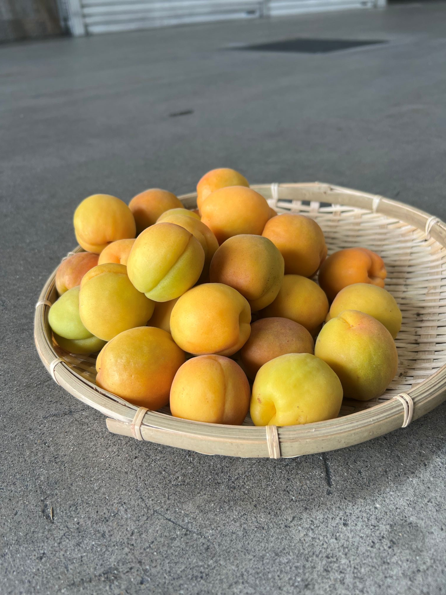 品種おまかせ加工向け杏　1ｋg