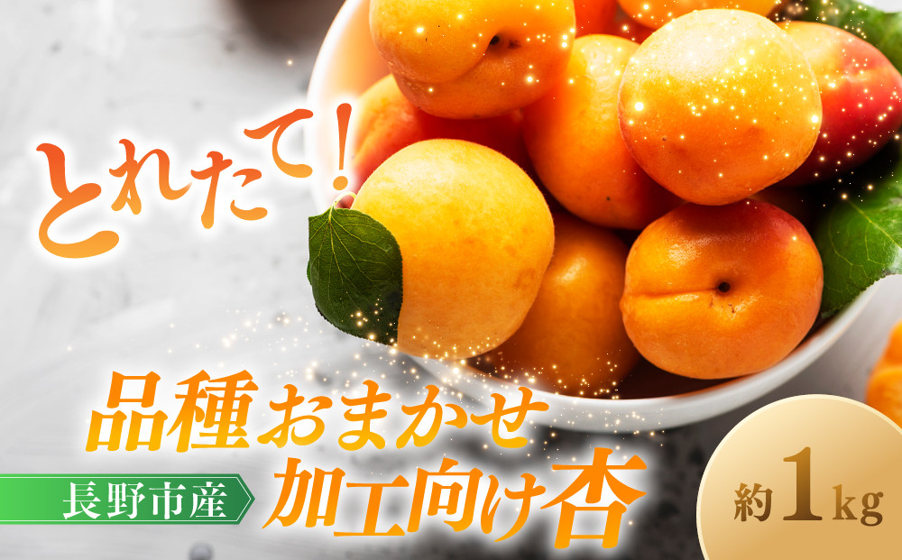 品種おまかせ加工向け杏　1ｋg&nbsp;|&nbsp;&nbsp;あんず&nbsp;杏&nbsp;フルーツ&nbsp;果物&nbsp;おすすめ&nbsp;人気&nbsp;送料無料&nbsp;長野県&nbsp;長野市&nbsp;信州&nbsp;信濃&nbsp;ふるさと納税