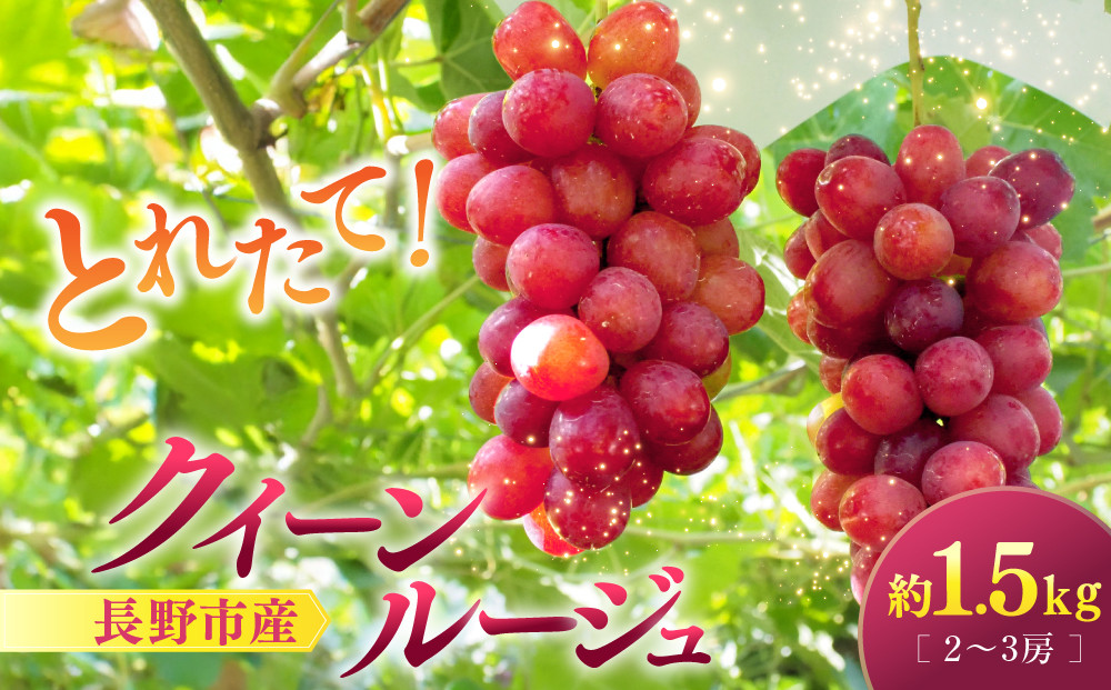 クイーンルージュ(R)1.5kg　2-3房&nbsp;|&nbsp;&nbsp;ぶどう&nbsp;クイーンルージュ&nbsp;フルーツ&nbsp;果物&nbsp;人気&nbsp;おすすめ&nbsp;ブドウ&nbsp;ギフト&nbsp;プレゼント&nbsp;送料無料&nbsp;長野県&nbsp;長野市&nbsp;信州&nbsp;信濃&nbsp;ふるさと納税