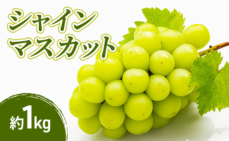 2026年産先行予約シャインマスカット&nbsp;1kg&nbsp;果物&nbsp;フルーツ&nbsp;マスカット&nbsp;長野県