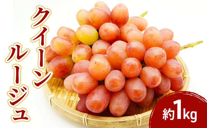 2026年産先行予約クイーンルージュ＠&nbsp;1kg　果物&nbsp;フルーツ&nbsp;ぶどう　長野県