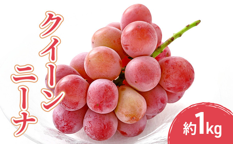 2026年産先行予約クイーンニーナ&nbsp;1kg&nbsp;果物&nbsp;フルーツ&nbsp;ぶどう&nbsp;長野県