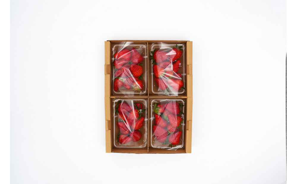 いちご　紅ほっぺ　訳アリ1kg（250g×4パック）