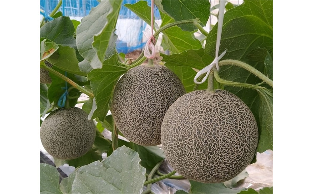 タカミメロン　2玉（2.5kg前後）　1箱　【※2026年7月上旬～中旬配送】　