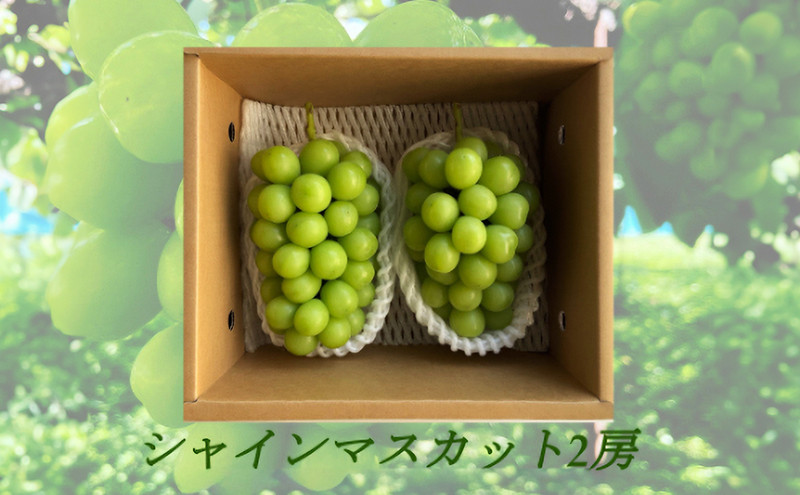 信州産シャインマスカット2房（合計1kg以上）【大粒＆大房】