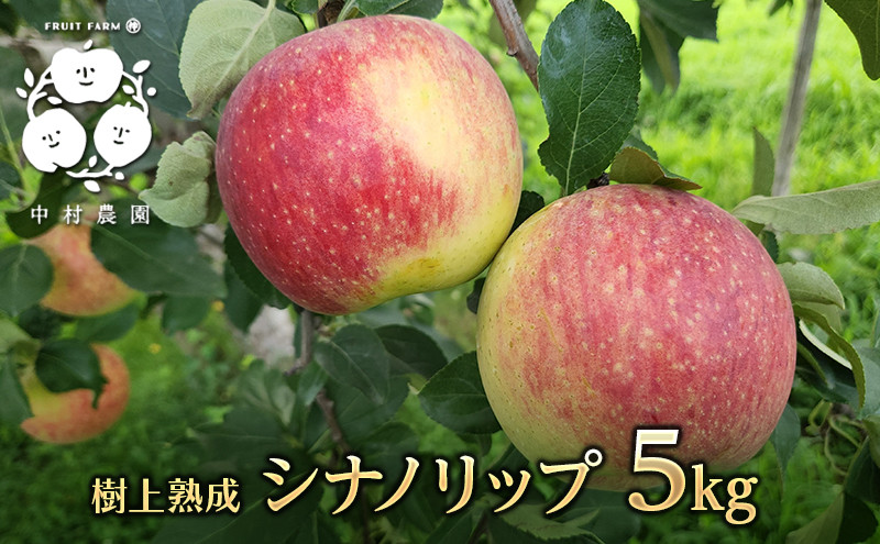 【8月中旬発送&nbsp;先行予約】樹上熟成　シナノリップ&nbsp;5kg