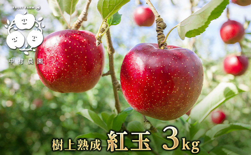 【9月下旬発送&nbsp;先行予約】樹上熟成　紅玉&nbsp;3kg