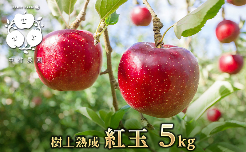 【9月下旬発送&nbsp;先行予約】樹上熟成　紅玉&nbsp;5kg