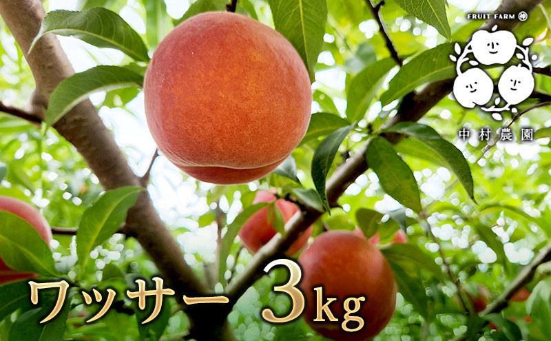 【8月下旬発送&nbsp;先行予約】ワッサー&nbsp;3kg