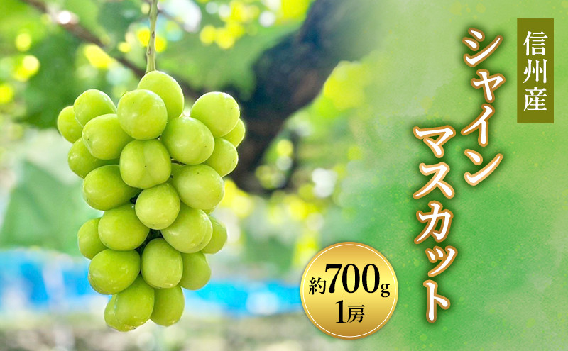 信州産シャインマスカット約700g（1房）2026年9月初旬から10月中旬発送