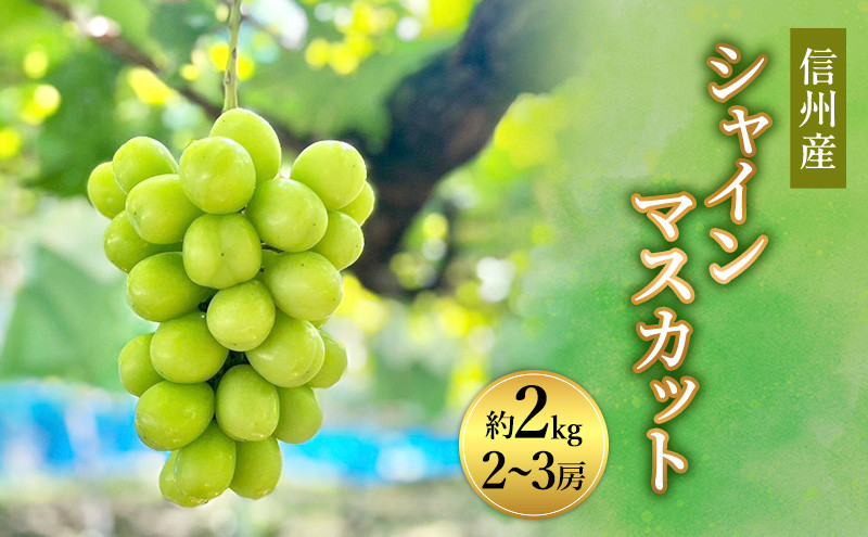 信州産シャインマスカット約2kg（2～4房）2026年9月初旬から10月中旬発送