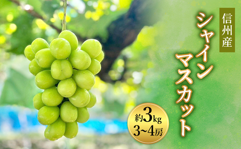 信州産シャインマスカット約3kg（3～6房）2026年9月初旬から10月中旬発送