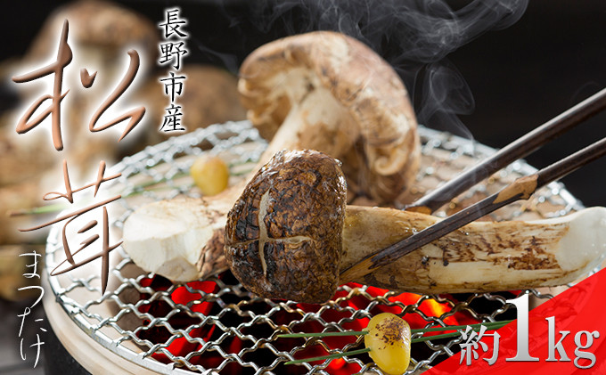 長野市収穫　松茸　約1kg（8～15本）&nbsp;|&nbsp;&nbsp;まつたけ&nbsp;きのこ&nbsp;キノコ&nbsp;秋の味覚&nbsp;食材&nbsp;人気&nbsp;おすすめ&nbsp;&nbsp;送料無料&nbsp;&nbsp;長野県&nbsp;長野市&nbsp;信州&nbsp;信濃&nbsp;ふるさと納税