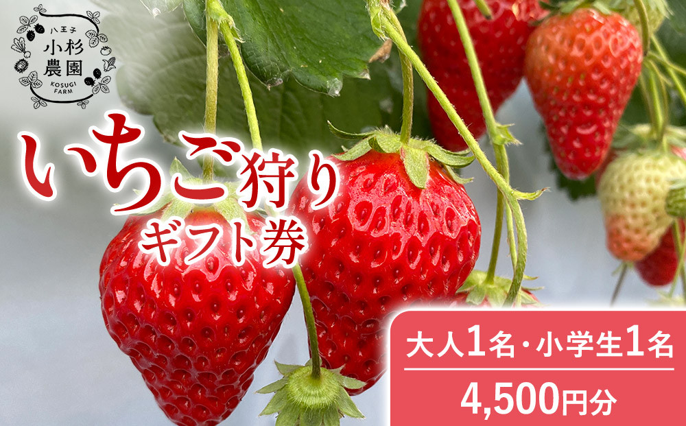 小杉農園　いちご狩りギフト券4,500円分（大人1名、小学生1名）