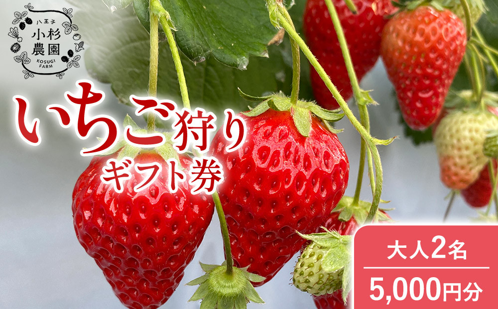小杉農園　いちご狩りギフト券5,000円分（大人2名）