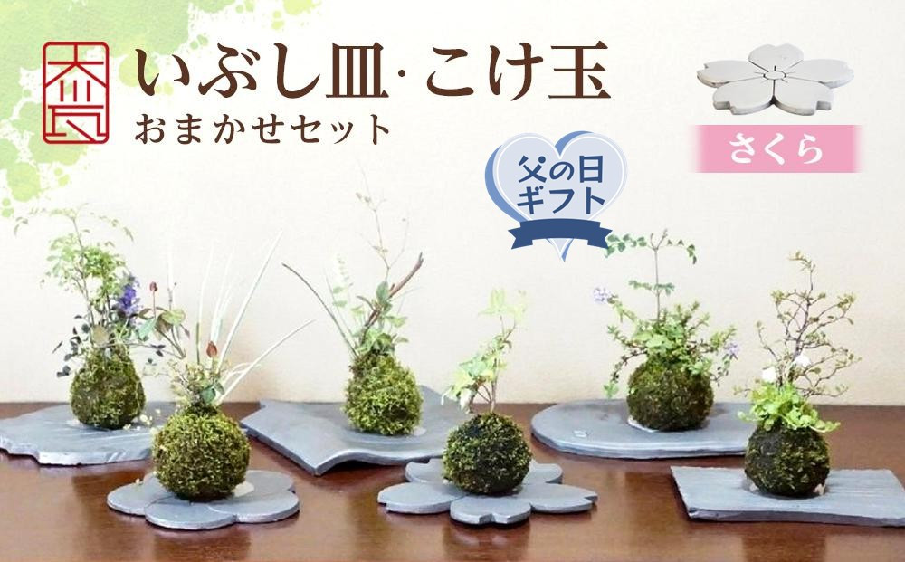 【父の日ギフト】いぶし皿（さくら）・こけ玉おまかせ　セット
