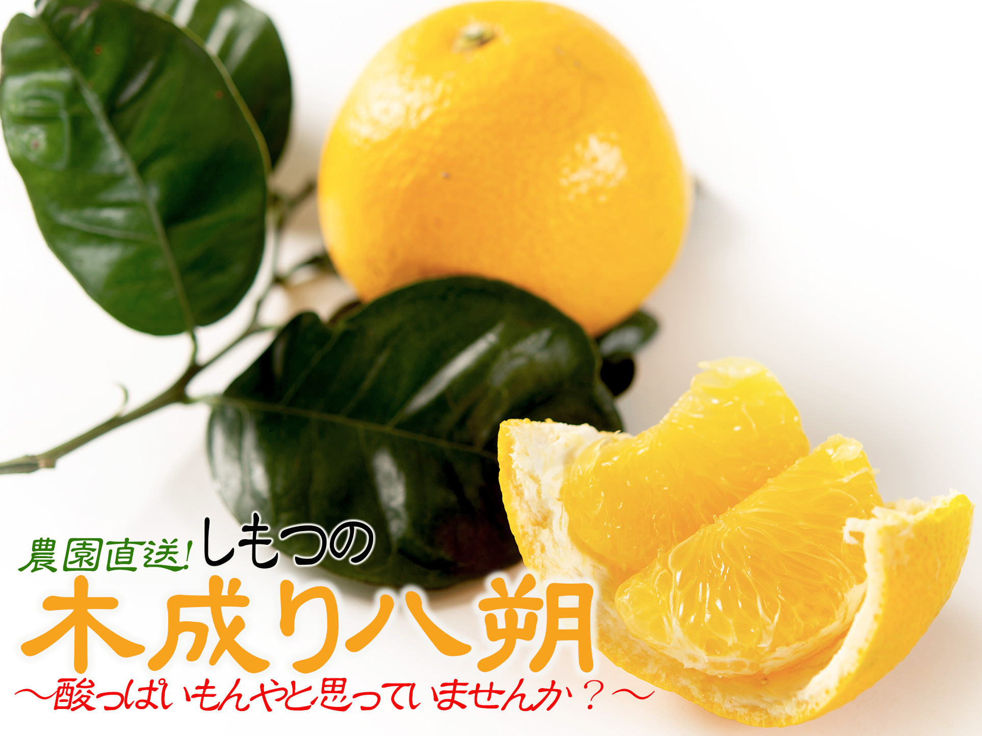 訳あり&nbsp;八朔&nbsp;約10kg&nbsp;大小混合&nbsp;サイズ不選別&nbsp;【北海道・沖縄県・一部離島&nbsp;配送不可】&nbsp;海南市産&nbsp;まごころ産直みかん&nbsp;木成り&nbsp;完熟はっさくフルーツ&nbsp;和歌山&nbsp;国産&nbsp;産地直送［Mg69］