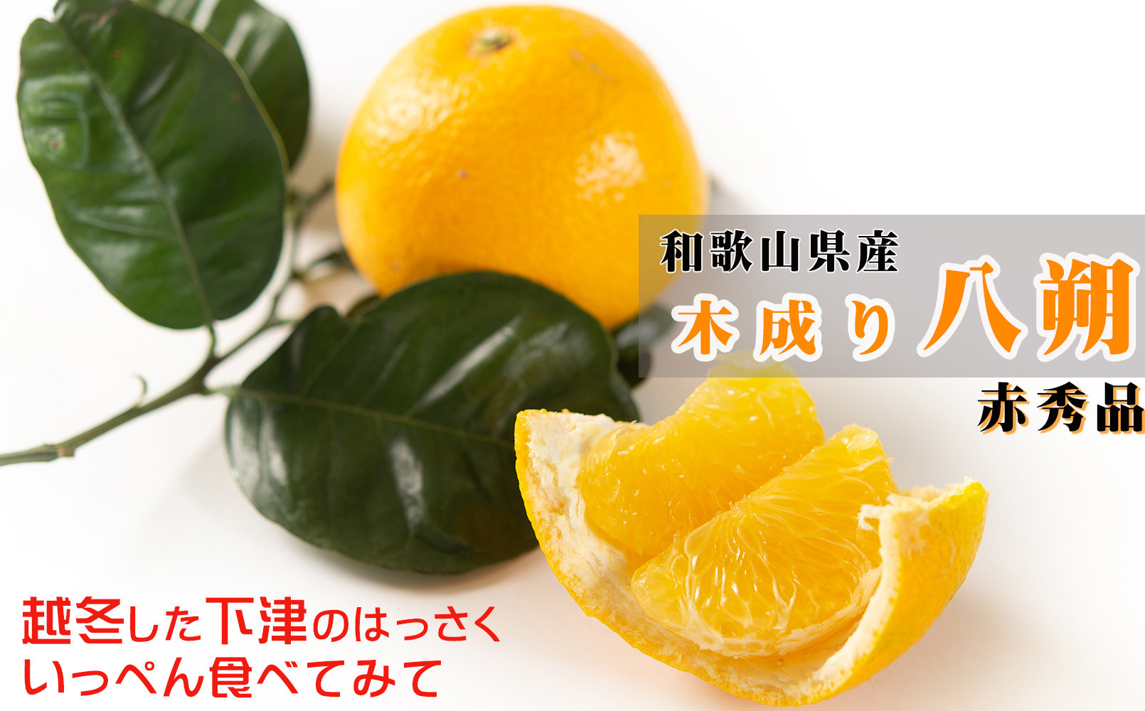 赤秀&nbsp;木成り&nbsp;八朔&nbsp;10kg&nbsp;大小混合&nbsp;サイズ不選別&nbsp;【北海道・沖縄県・一部離島&nbsp;配送不可】&nbsp;和歌山県海南市産&nbsp;完熟&nbsp;はっさく&nbsp;フルーツ&nbsp;柑橘&nbsp;［Mg70］