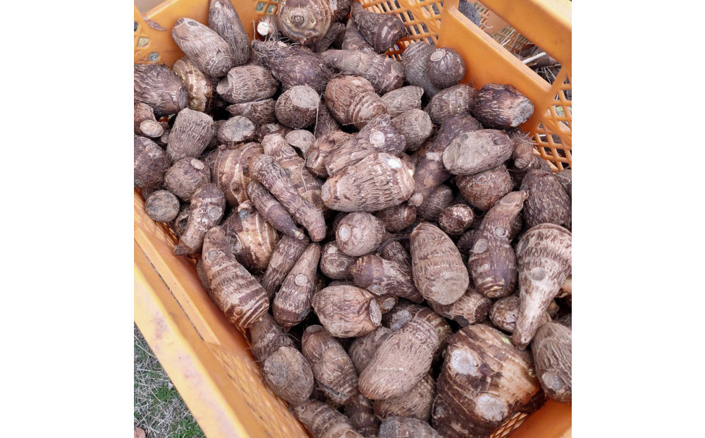 【鳥取県産】ねっとり濃厚&nbsp;黄金里芋&nbsp;1kg