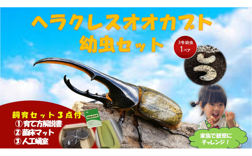 【虹色Farm】ヘラクレスオオカブト&nbsp;幼虫2匹(ペア)飼育キット3点付(育て方解説書・菌床マット・人工蛹室)｜京都&nbsp;オオカブト&nbsp;人気［&nbsp;カブトムシ&nbsp;ヘラクレスオオカブト&nbsp;成虫&nbsp;オス&nbsp;メス&nbsp;人気&nbsp;おすすめ&nbsp;自由研究&nbsp;夏休み&nbsp;体験&nbsp;自然&nbsp;虫&nbsp;お取り寄せ&nbsp;通販&nbsp;送料無料&nbsp;ふるさと納税&nbsp;］