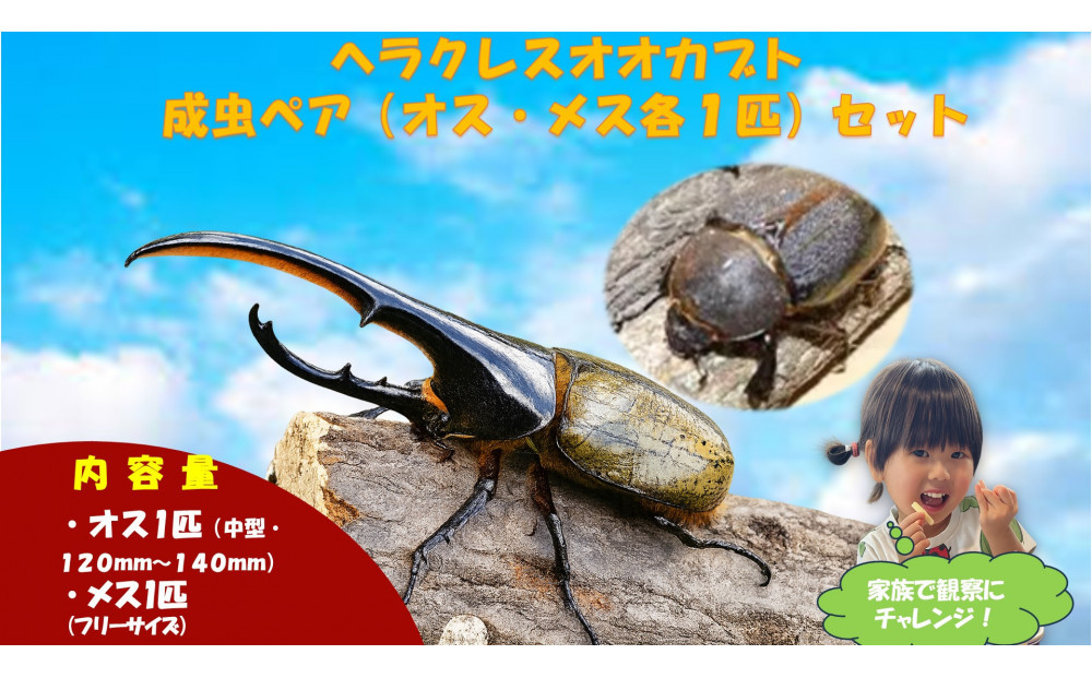 【虹色Farm】ヘラクレスオオカブト&nbsp;成虫ペア(オス・メス各1匹)｜京都&nbsp;オオカブト&nbsp;人気［&nbsp;カブトムシ&nbsp;ヘラクレスオオカブト&nbsp;成虫&nbsp;オス&nbsp;メス&nbsp;&nbsp;人気&nbsp;おすすめ&nbsp;自由研究&nbsp;夏休み&nbsp;体験&nbsp;自然&nbsp;虫&nbsp;お取り寄せ&nbsp;通販&nbsp;送料無料&nbsp;ふるさと納税&nbsp;］