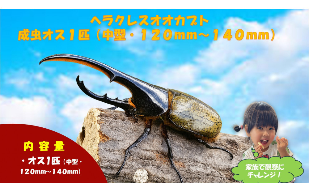 【虹色Farm】ヘラクレスオオカブト&nbsp;成虫オス1匹(中型・120mm～140mm)｜京都&nbsp;オオカブト&nbsp;人気［&nbsp;カブトムシ&nbsp;ヘラクレスオオカブト&nbsp;成虫&nbsp;オス&nbsp;人気&nbsp;おすすめ&nbsp;自由研究&nbsp;夏休み&nbsp;体験&nbsp;自然&nbsp;虫&nbsp;お取り寄せ&nbsp;通販&nbsp;送料無料&nbsp;ふるさと納税&nbsp;］