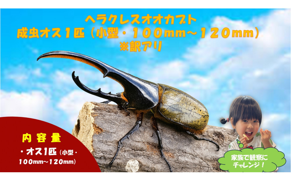 【虹色Farm】ヘラクレスオオカブト&nbsp;成虫オス1匹(小型・100mm～120mm)訳アリ｜京都オオカブト&nbsp;人気［&nbsp;カブトムシ&nbsp;ヘラクレスオオカブト&nbsp;成虫&nbsp;オス&nbsp;訳アリ&nbsp;人気&nbsp;おすすめ&nbsp;自由研究&nbsp;夏休み&nbsp;体験&nbsp;自然&nbsp;虫&nbsp;お取り寄せ&nbsp;通販&nbsp;送料無料&nbsp;ふるさと納税&nbsp;］