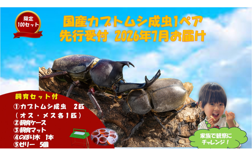《先行受付・2026年7月お届け》【虹色Farm】国産カブトムシ成虫1ペア(飼育キット付)&nbsp;｜京都&nbsp;オオカブト&nbsp;人気［&nbsp;カブトムシ&nbsp;国産&nbsp;成虫&nbsp;オス&nbsp;メス&nbsp;飼育キット付&nbsp;ケースマット&nbsp;のぼり木&nbsp;ゼリー&nbsp;&nbsp;人気&nbsp;おすすめ&nbsp;自由研究&nbsp;夏休み&nbsp;体験&nbsp;自然&nbsp;虫&nbsp;お取り寄せ&nbsp;通販&nbsp;送料無料&nbsp;ふるさと納税&nbsp;］