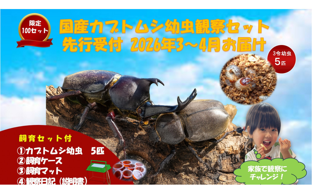 【虹色Farm】国産カブトムシ幼虫5匹観察セット(飼育キット付)&nbsp;｜京都&nbsp;オオカブト&nbsp;人気［&nbsp;カブトムシ&nbsp;国産&nbsp;幼虫&nbsp;5匹&nbsp;飼育キット付&nbsp;ケースマット&nbsp;観察日記&nbsp;説明書付&nbsp;人気&nbsp;おすすめ&nbsp;自由研究&nbsp;夏休み&nbsp;体験&nbsp;自然&nbsp;虫&nbsp;お取り寄せ&nbsp;通販&nbsp;送料無料&nbsp;ふるさと納税&nbsp;］